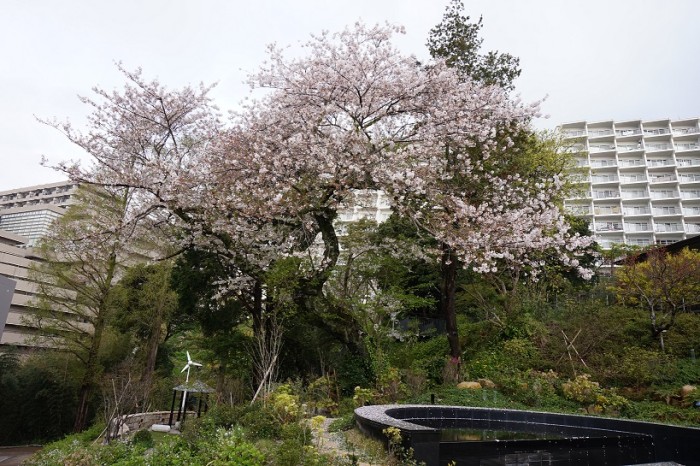 ホテル内桜