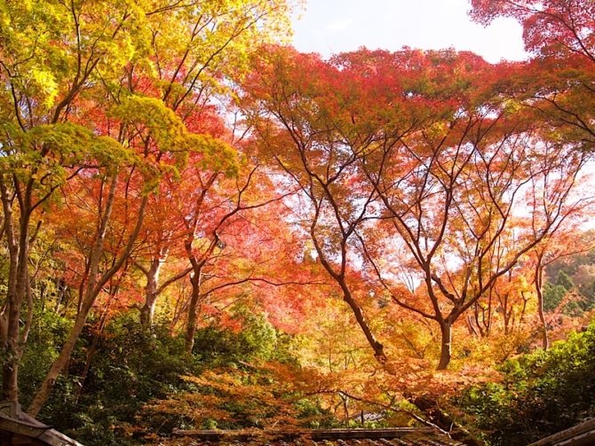 京都の瑠璃光院の紅葉