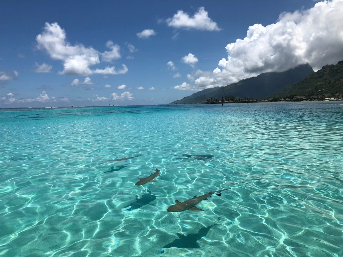 o817d1bff9e214f10bab0f518507d1