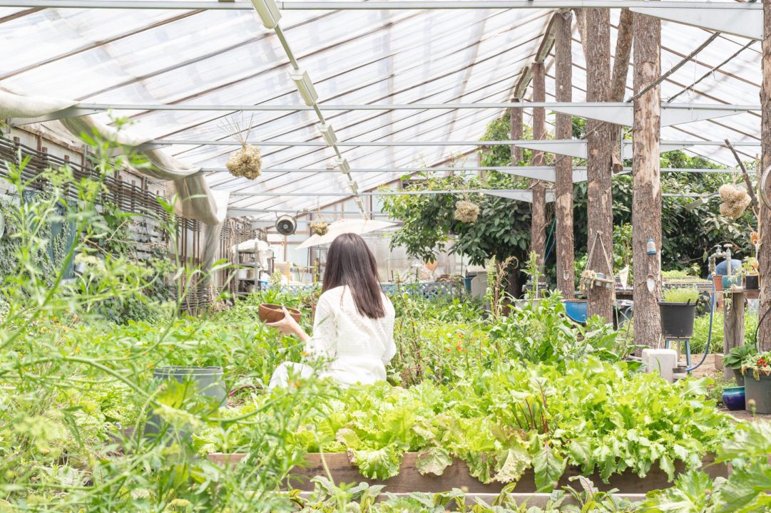 柳沢農園での野菜摘み取り体験