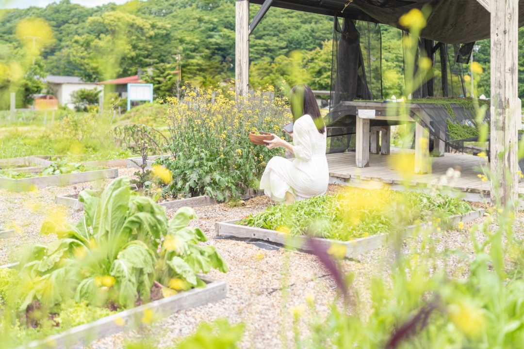 柳沢農園での野菜摘み取り体験