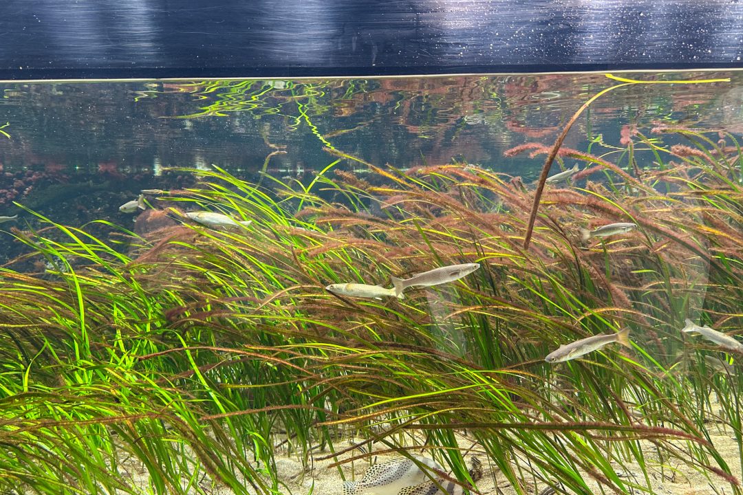 神戸須磨シーワールド