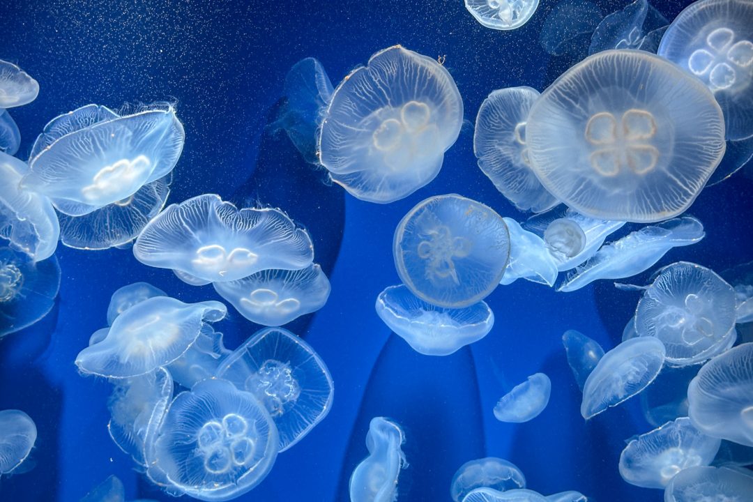 神戸須磨シーワールド