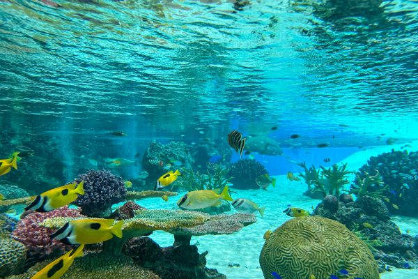 神戸須磨シーワールド