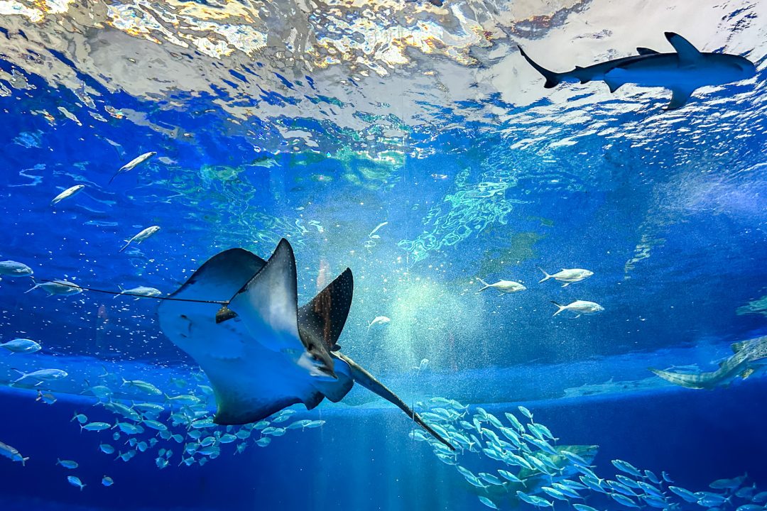 神戸須磨シーワールド