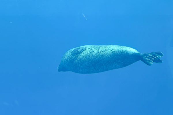 神戸須磨シーワールド