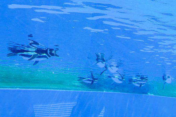 神戸須磨シーワールド